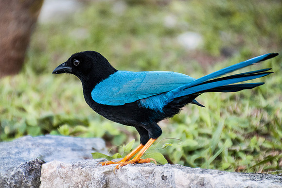 Yucatan Jay