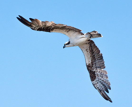 Soaring Hawk
