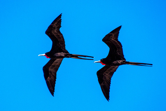Frigatebird, doble