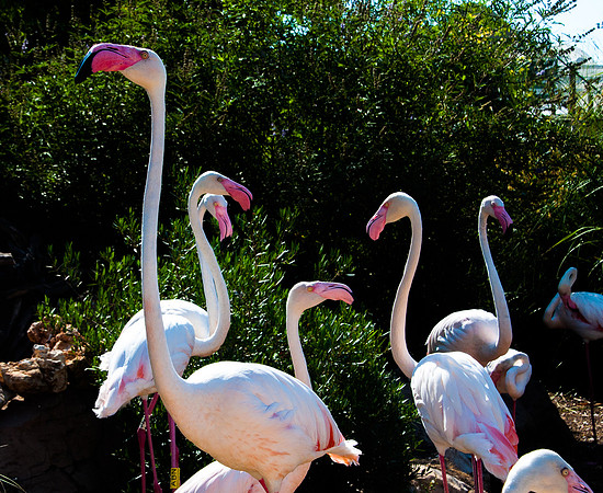 Flamingo Flamboyance