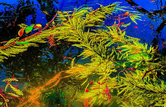 Evergreens with Leaves, Cypress Creek, Wimberley