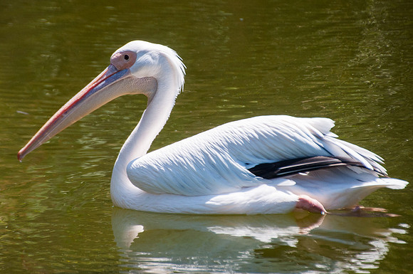 Great White Pelican