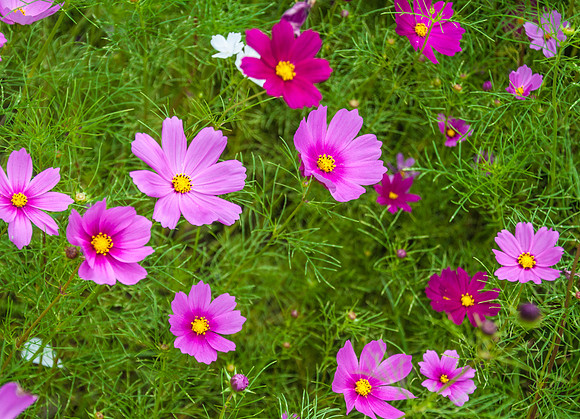 Cosmos, NOMA Sculpture Garden
