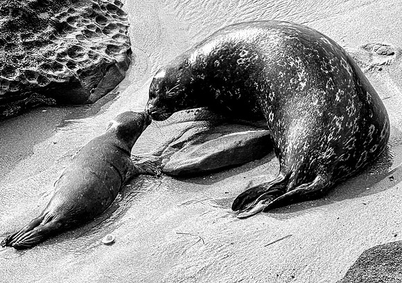 California Sea Lion and Pup (Zalophus californianus)