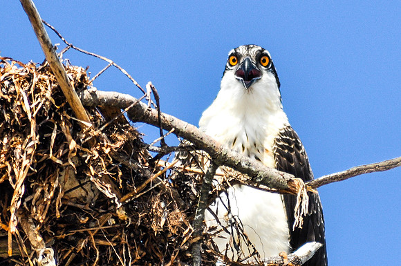 Osprey, nesting