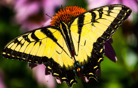 Swallowtail