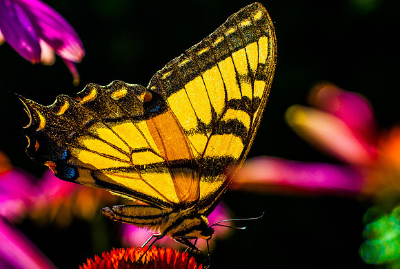 Swallowtail, feeding 2