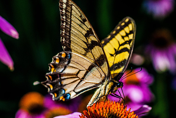 Swallowtail, basking