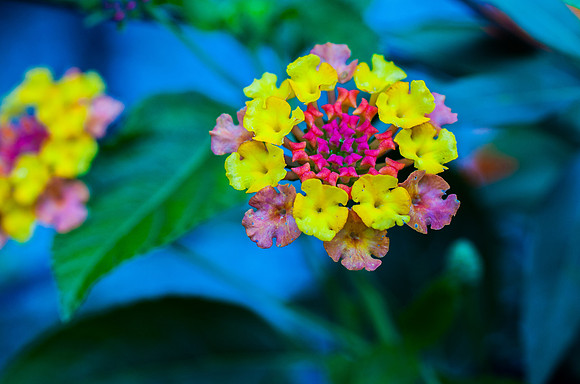 Lantana, cool