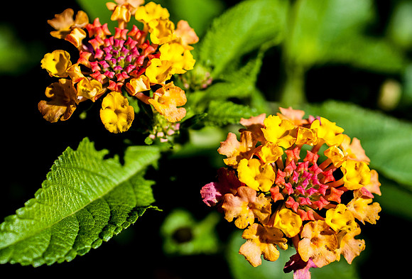 Lantana, warm