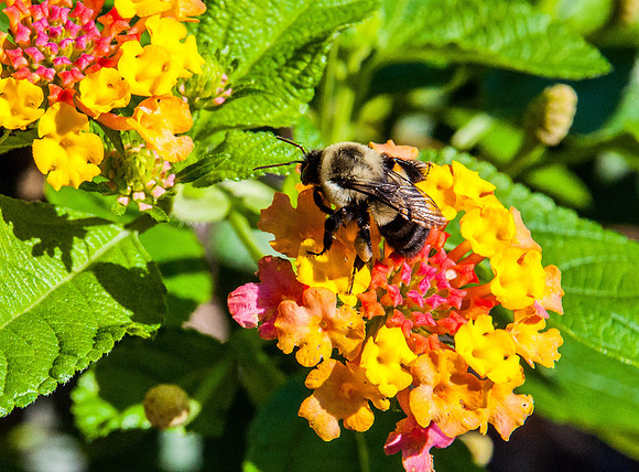 Lantana and Guest