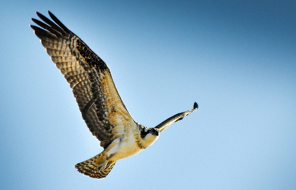 Osprey