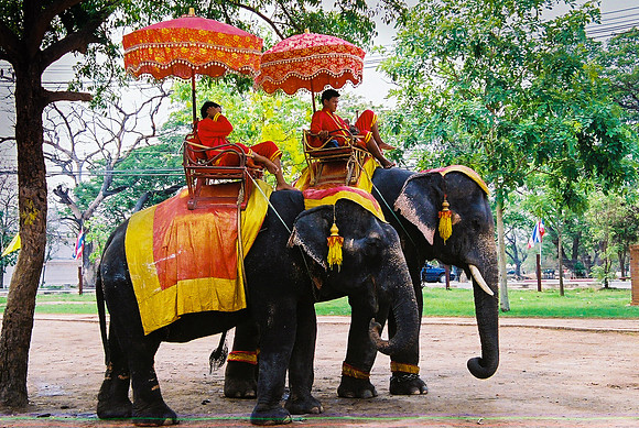 Elephant Rides