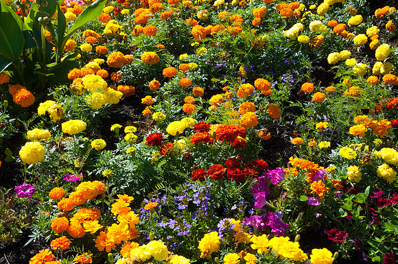 Happy Flower