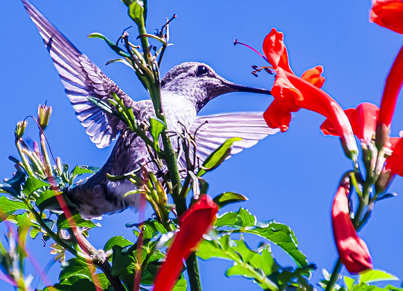 Displaying