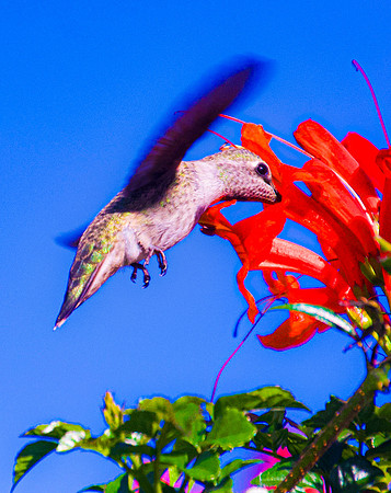Feeding