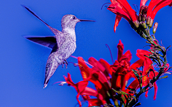 Displaying 2