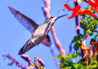Hummingbirds