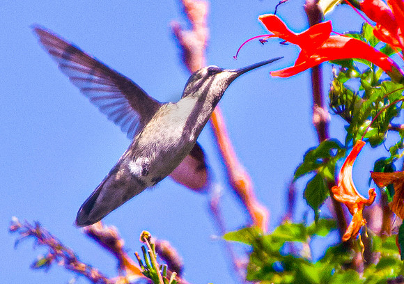 Anna's Hummingbird, Approaching