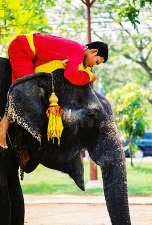 Elephant Guide