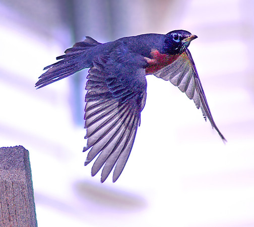 Painted Robin in Flight