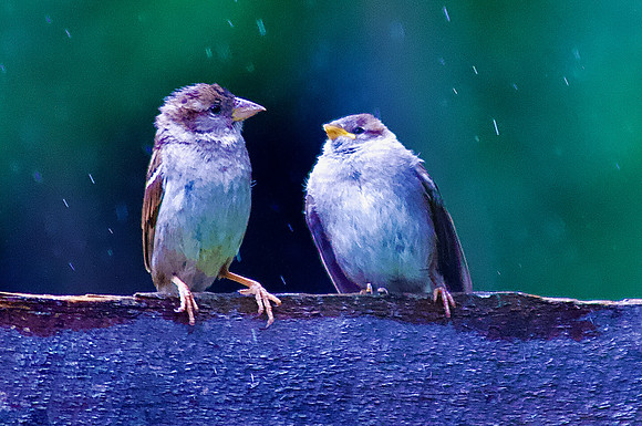 "I'm soaked! How About You?"