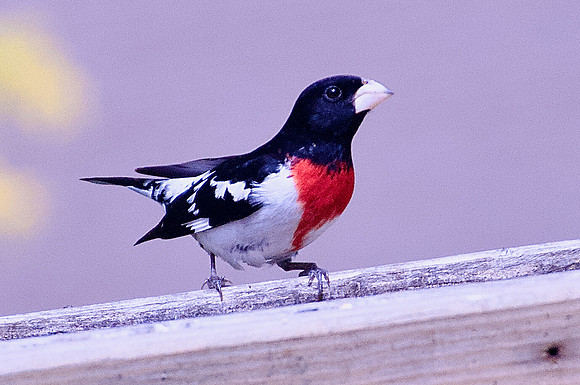Rose-breasted Grosbeak