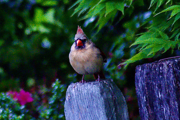 Bird in the Bush (Female Northern-Cardinal)