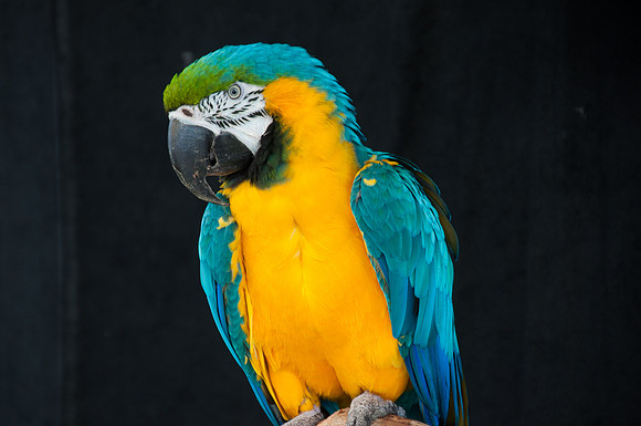 Parrot Series, #2