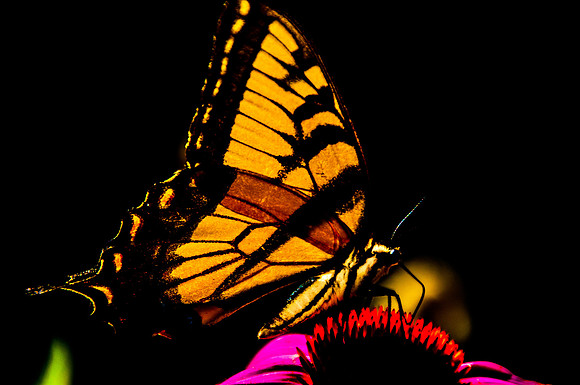 Swallowtail, feeding