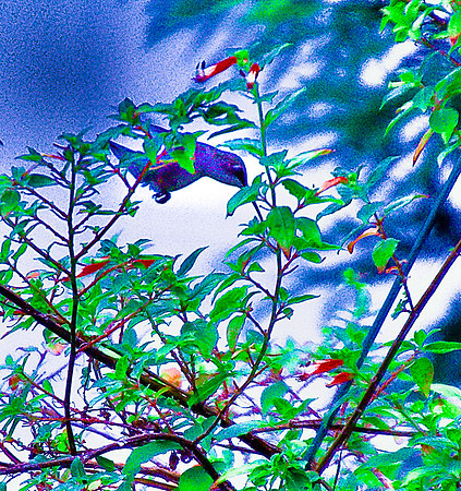 Ruby-throated male Hummingbird (Cigar Plant)