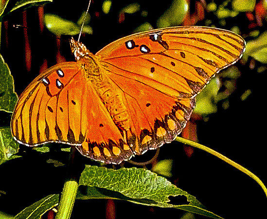 Gulf Fritillary