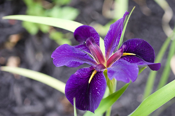 Japanese Iris