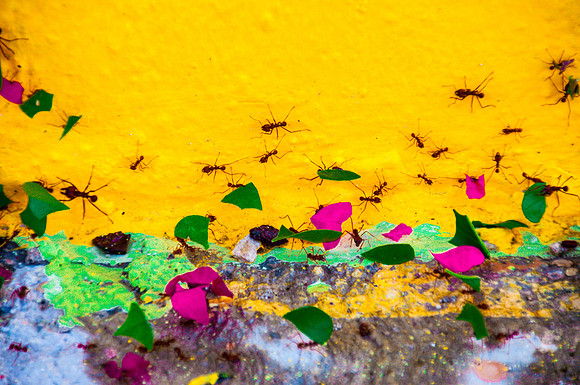 Leaf-Cutter Ants on Parade