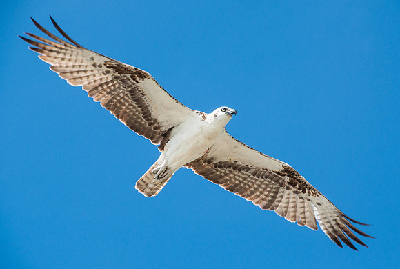 Osprey in Flight