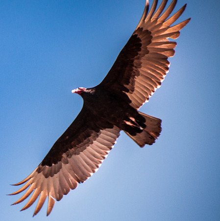 Soaring Vulture
