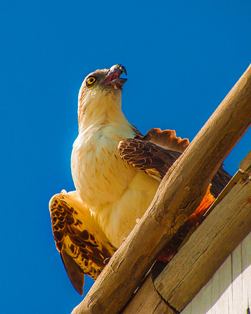 Perching Osprey, Golden Sunset