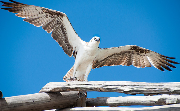Osprey, Take Off