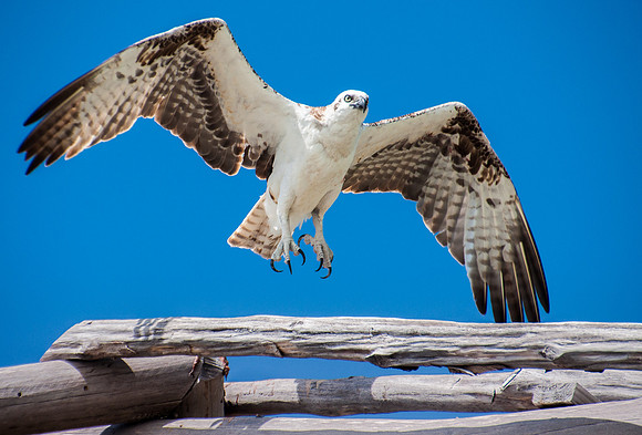 Osprey, In Lift