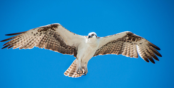 Osprey, Aloft