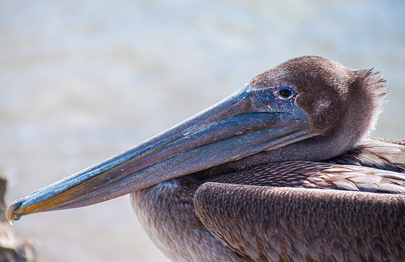 Pelly Can