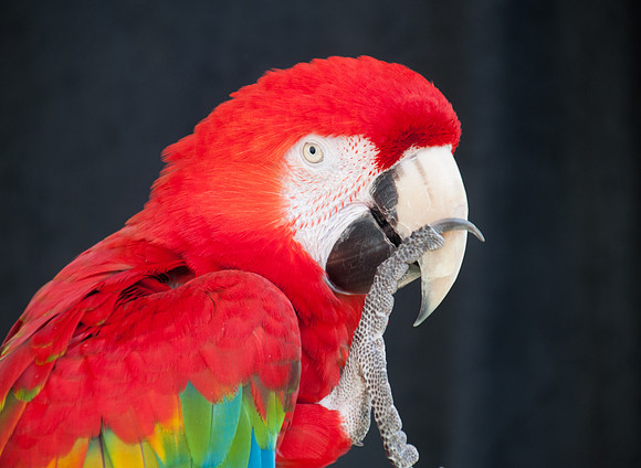 Parrot Series, #1