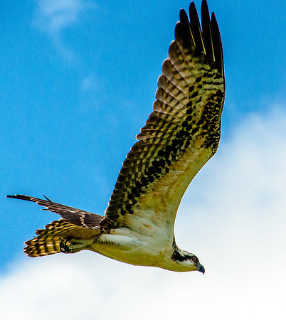 Osprey, diving