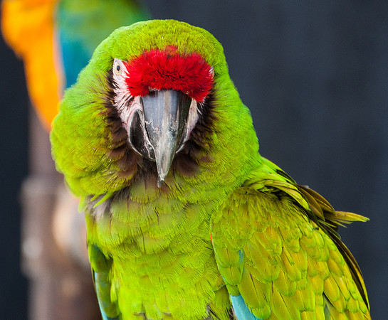 Parrot Series, #4