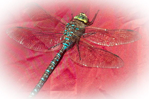 Dragonfly
