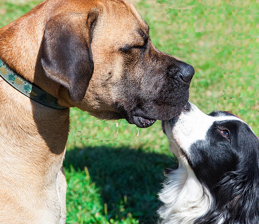 Affection