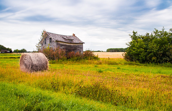 Canola Homestead