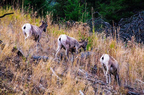 Meeting at Goat Hill