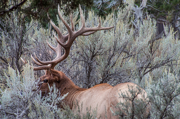 Stealthy Elk