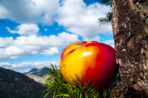 Apple Road, #1